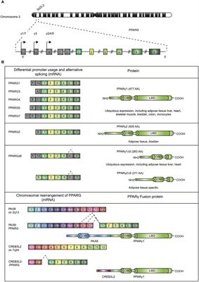 PPARgamma in Metabolism, Immunity, and Cancer: Unified and Diverse Mechanisms of Action